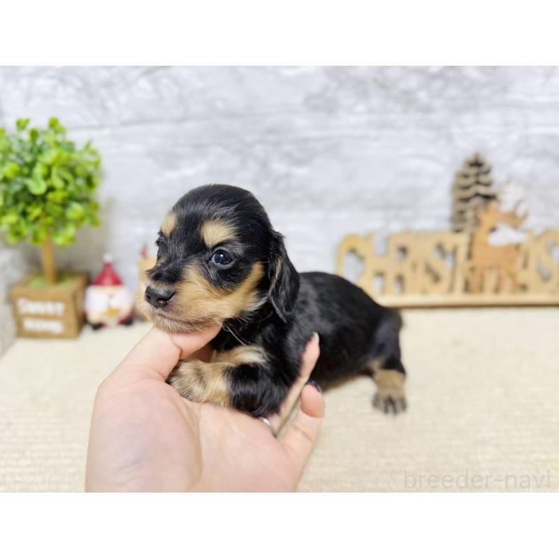 販売中の岐阜県のミニチュアダックスフンド(ロングヘアード)-441178の2枚目