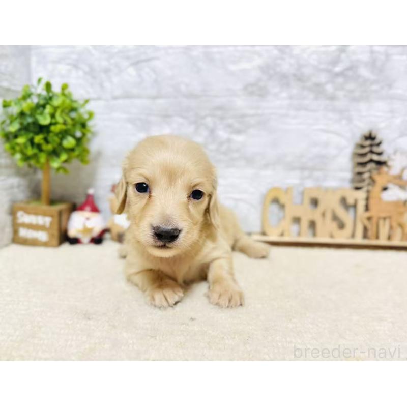 販売中の岐阜県のミニチュアダックスフンド(ロングヘアード)-441179の7枚目