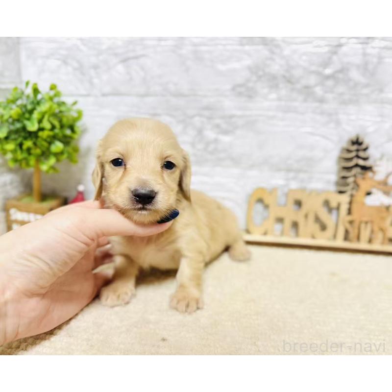 販売中の岐阜県のミニチュアダックスフンド(ロングヘアード)-441179の6枚目