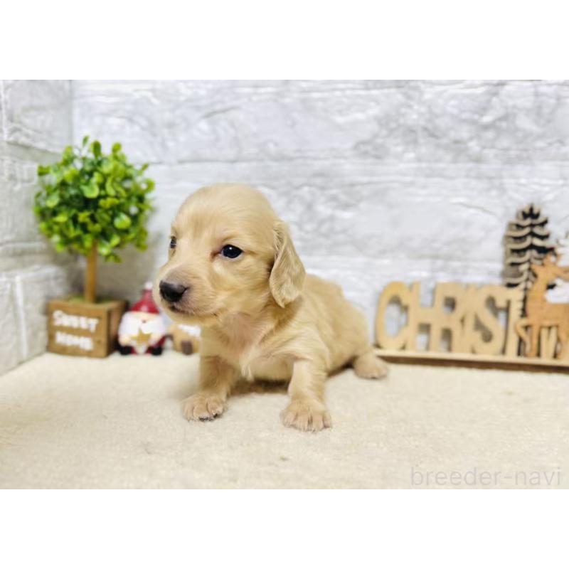 販売中の岐阜県のミニチュアダックスフンド(ロングヘアード)-441179の5枚目