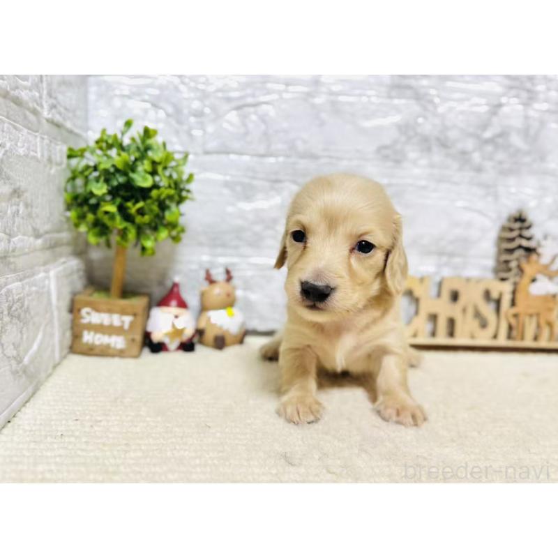 販売中の岐阜県のミニチュアダックスフンド(ロングヘアード)-441179の4枚目