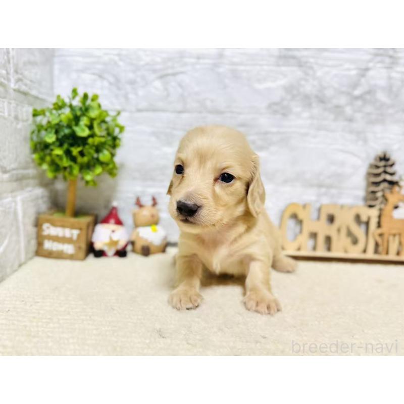 販売中の岐阜県のミニチュアダックスフンド(ロングヘアード)-441179の3枚目