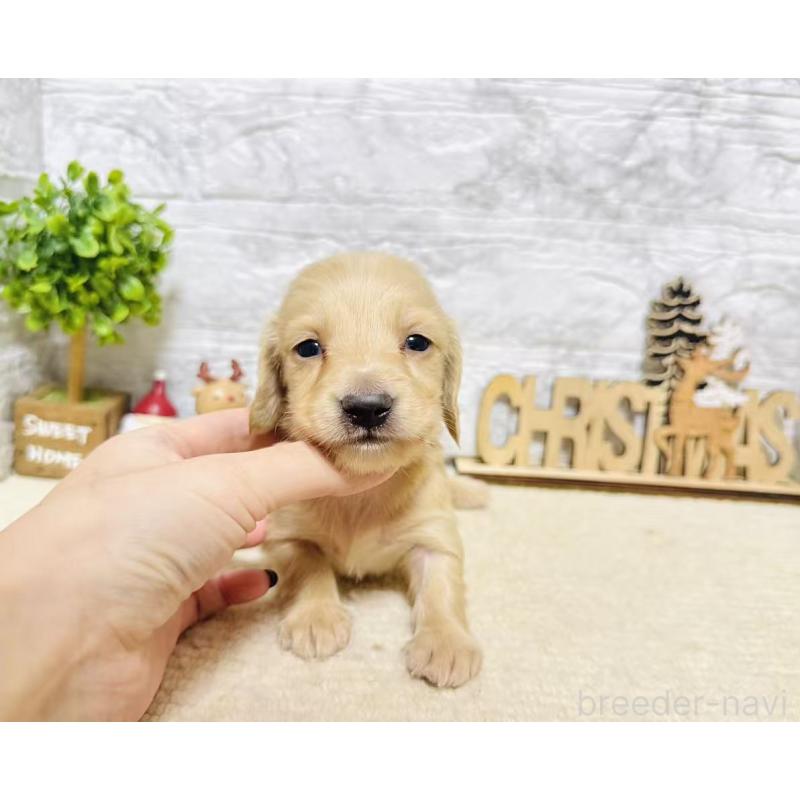 販売中の岐阜県のミニチュアダックスフンド(ロングヘアード)-441179の2枚目