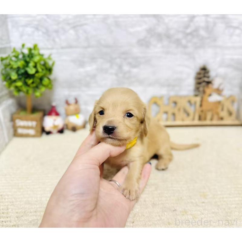 販売中の岐阜県のミニチュアダックスフンド(ロングヘアード)-441180の8枚目