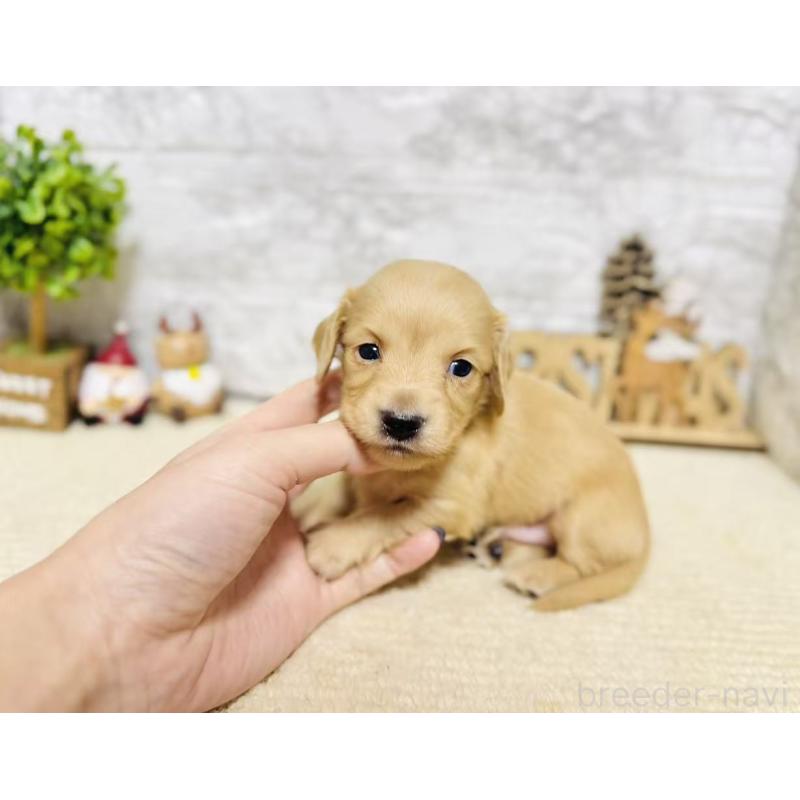 販売中の岐阜県のミニチュアダックスフンド(ロングヘアード)-441180の7枚目