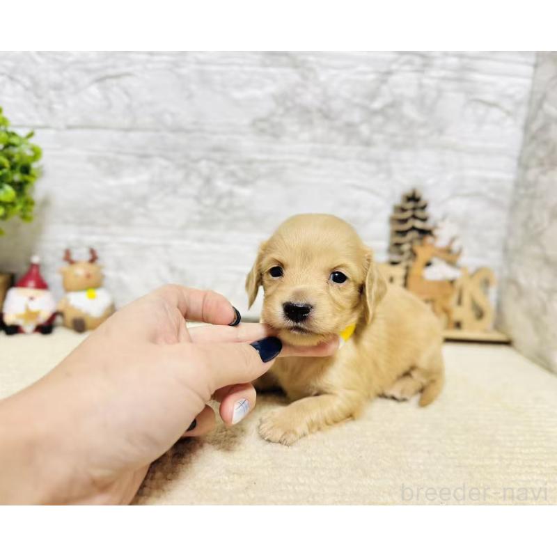 販売中の岐阜県のミニチュアダックスフンド(ロングヘアード)-441180の5枚目