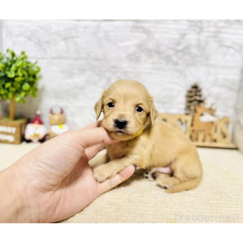 販売中の岐阜県のミニチュアダックスフンド(ロングヘアード)-441180の4枚目