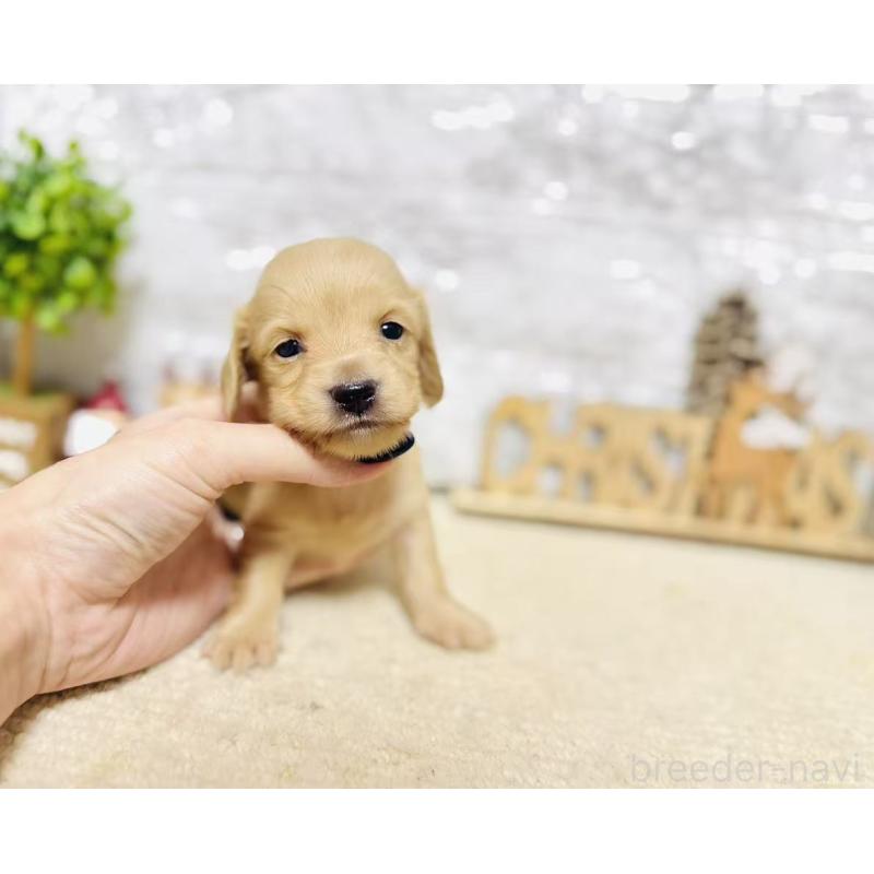 販売中の岐阜県のミニチュアダックスフンド(ロングヘアード)-441180の3枚目