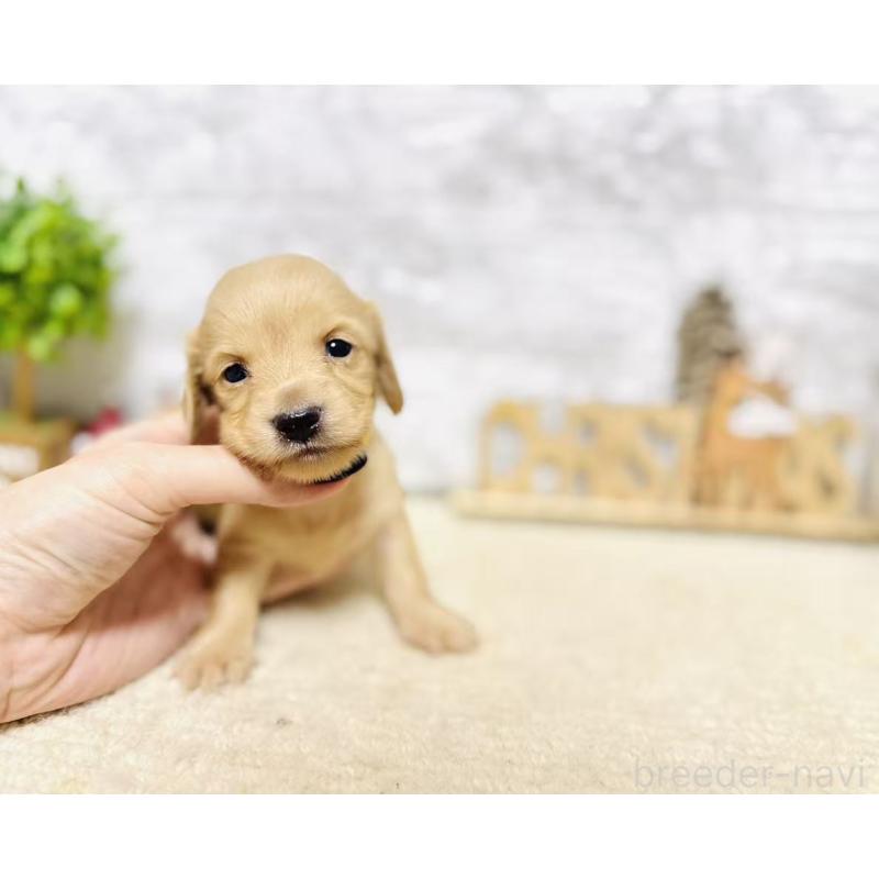 販売中の岐阜県のミニチュアダックスフンド(ロングヘアード)-441180の2枚目