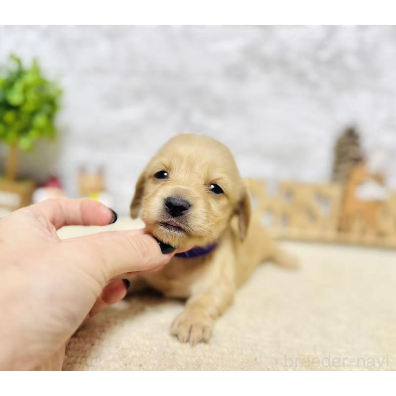 販売中の岐阜県のミニチュアダックスフンド(ロングヘアード)-441181の7枚目