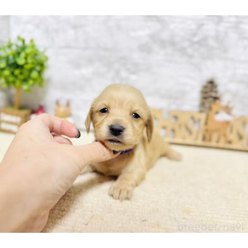 販売中の岐阜県のミニチュアダックスフンド(ロングヘアード)-441181の6枚目