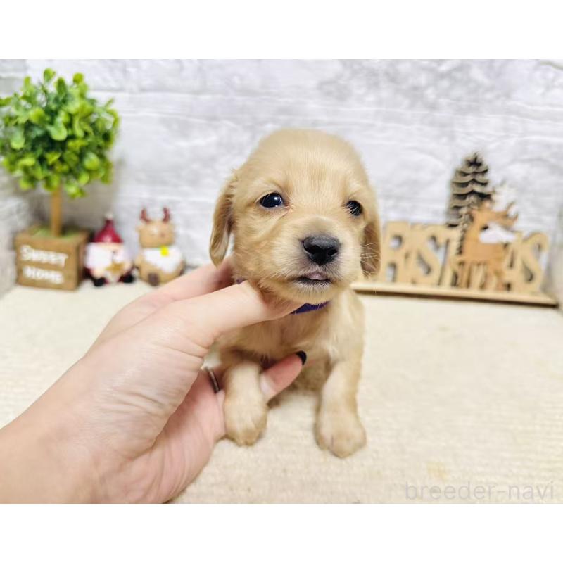 販売中の岐阜県のミニチュアダックスフンド(ロングヘアード)-441181の5枚目