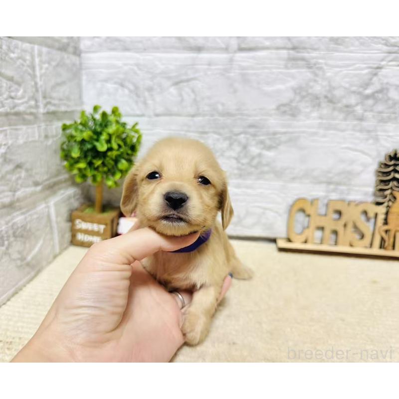 販売中の岐阜県のミニチュアダックスフンド(ロングヘアード)-441181の4枚目