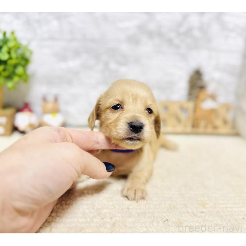 販売中の岐阜県のミニチュアダックスフンド(ロングヘアード)-441181の3枚目