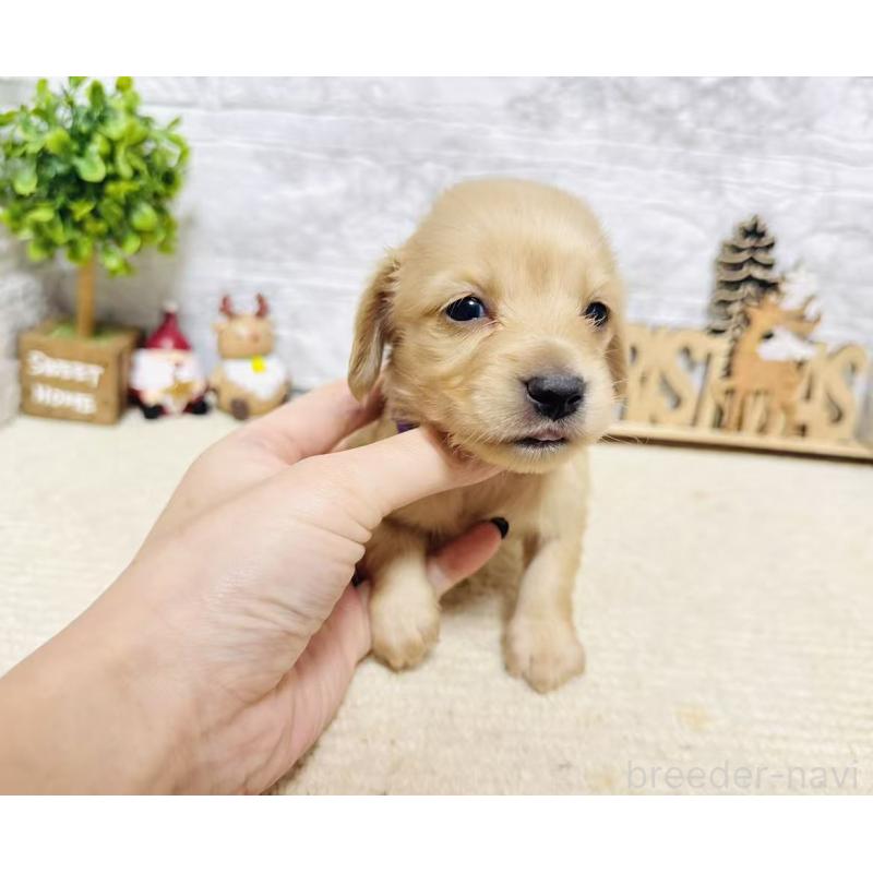 販売中の岐阜県のミニチュアダックスフンド(ロングヘアード)-441181の2枚目