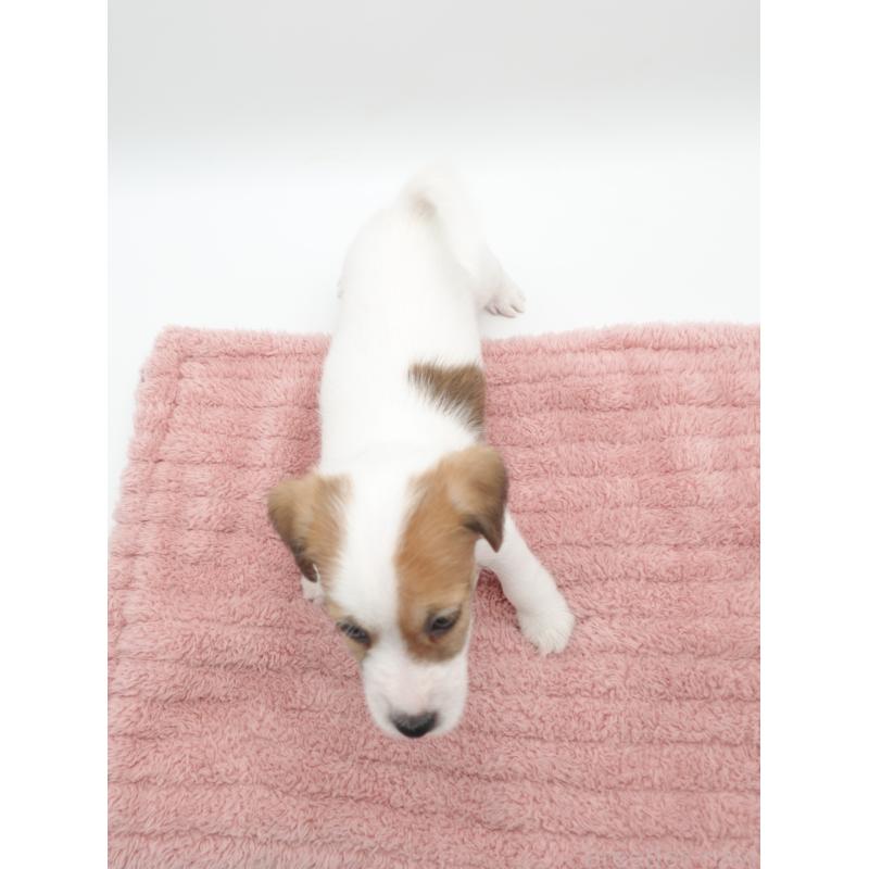 商談中の群馬県のジャックラッセルテリア-439769の3枚目