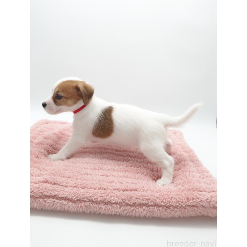 商談中の群馬県のジャックラッセルテリア-439769の2枚目