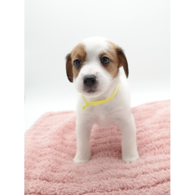 商談中の群馬県のジャックラッセルテリア-433529の5枚目