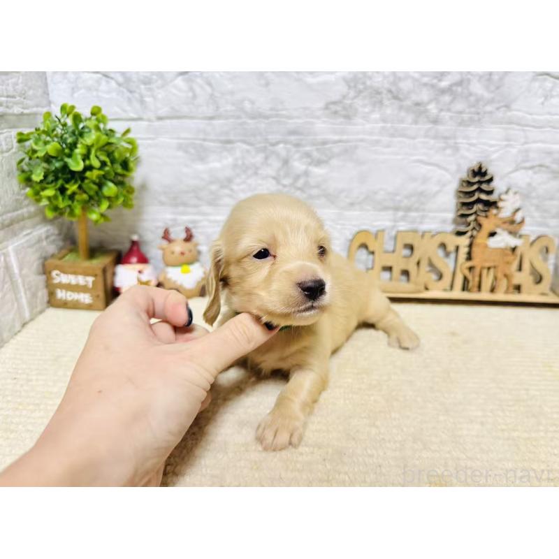 販売中の岐阜県のミニチュアダックスフンド(ロングヘアード)-441182の7枚目