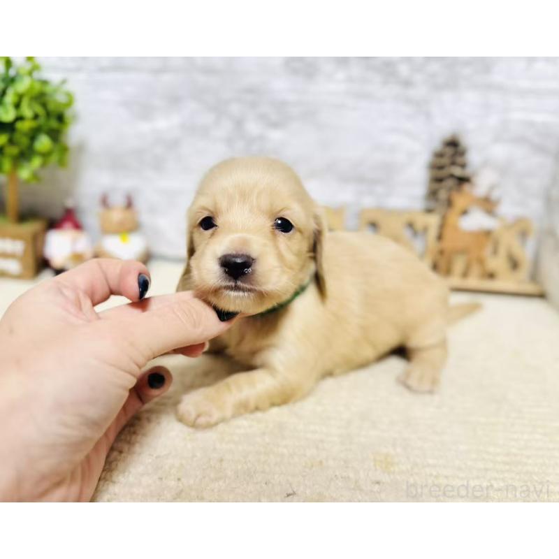 販売中の岐阜県のミニチュアダックスフンド(ロングヘアード)-441182の6枚目