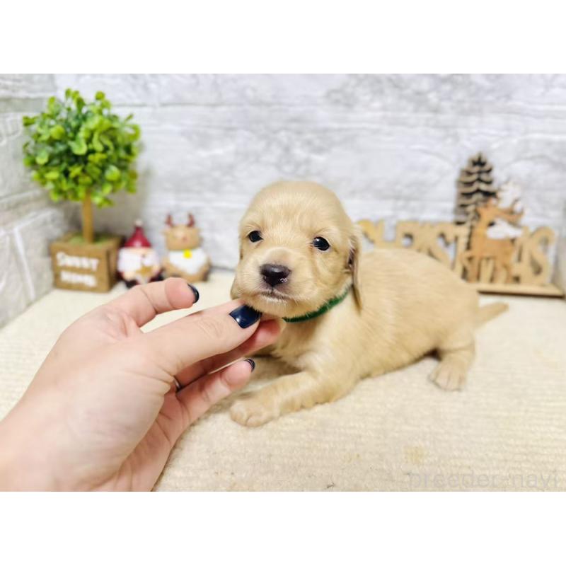 販売中の岐阜県のミニチュアダックスフンド(ロングヘアード)-441182の5枚目