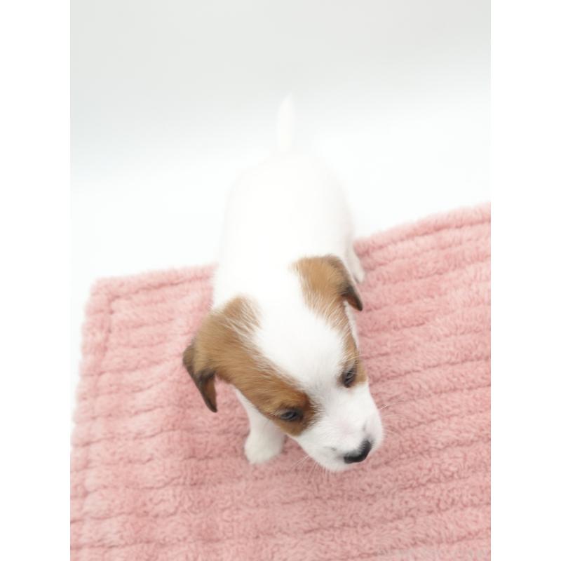 商談中の群馬県のジャックラッセルテリア-433529の4枚目