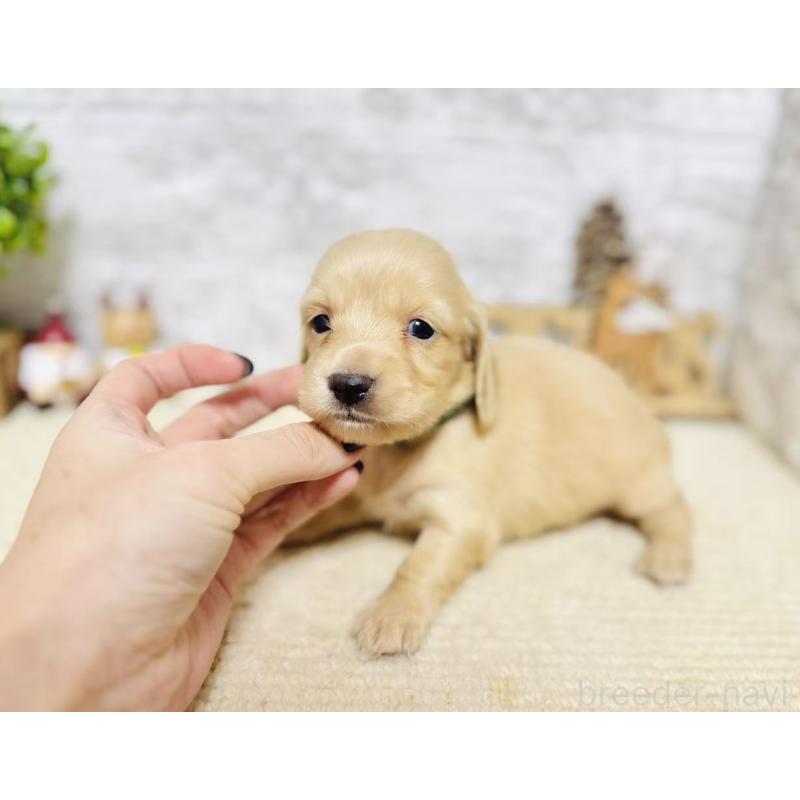 販売中の岐阜県のミニチュアダックスフンド(ロングヘアード)-441182の4枚目