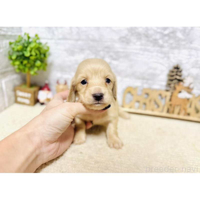 販売中の岐阜県のミニチュアダックスフンド(ロングヘアード)-441182の2枚目