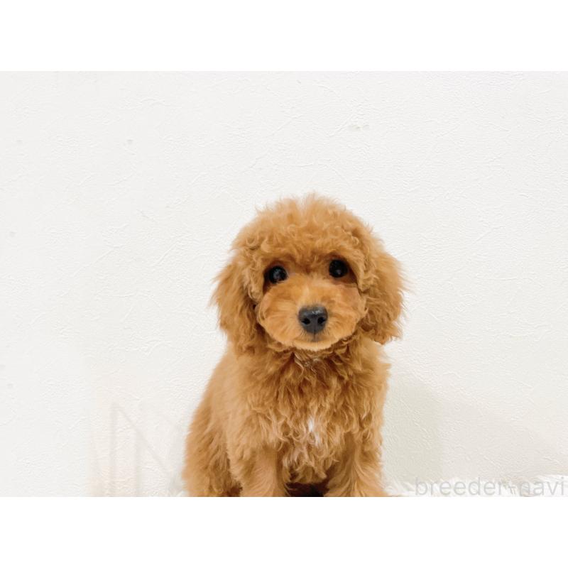 販売中の滋賀県のトイプードル-436829の6枚目