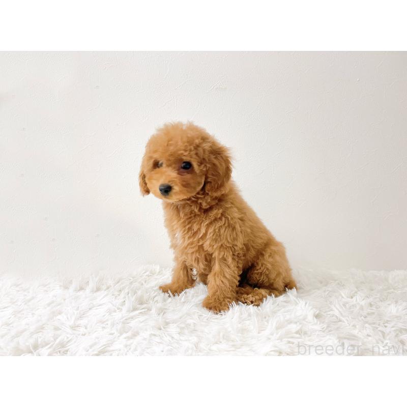 販売中の滋賀県のトイプードル-436829の5枚目