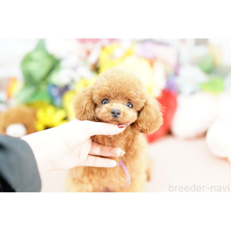 販売中の埼玉県のトイプードル-441183の4枚目