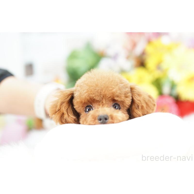 販売中の埼玉県のトイプードル-441183の3枚目