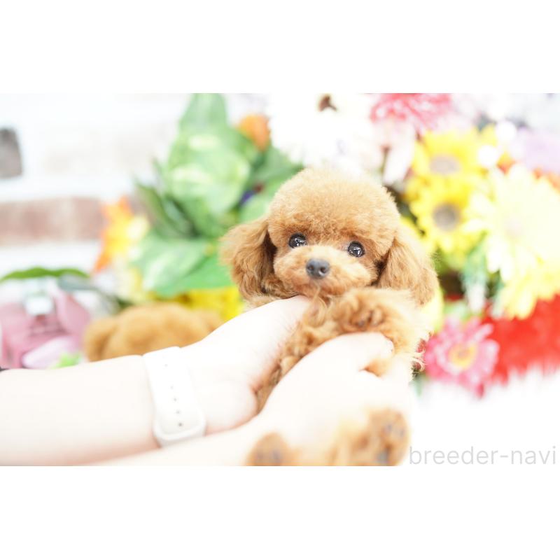 販売中の埼玉県のトイプードル-441183の2枚目