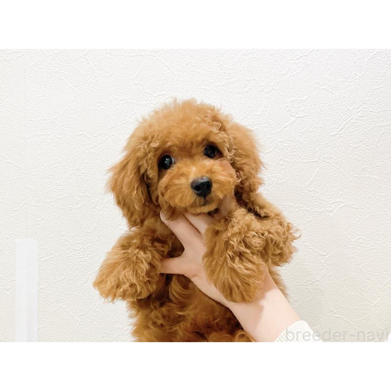 販売中の滋賀県のトイプードル-436829の3枚目