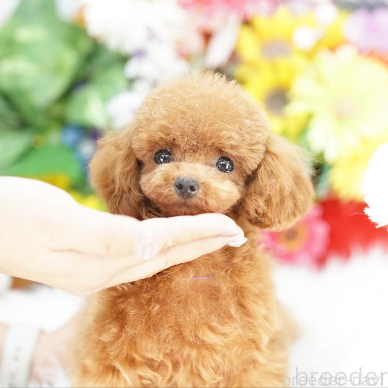 販売中の埼玉県のトイプードル-441183の1枚目