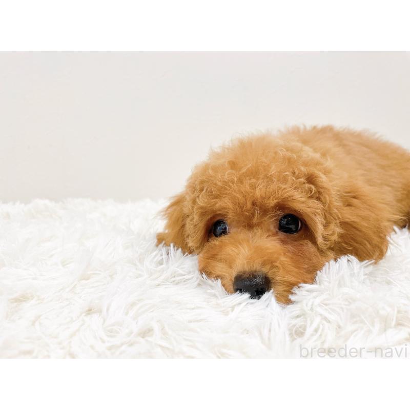 販売中の滋賀県のトイプードル-436829の2枚目