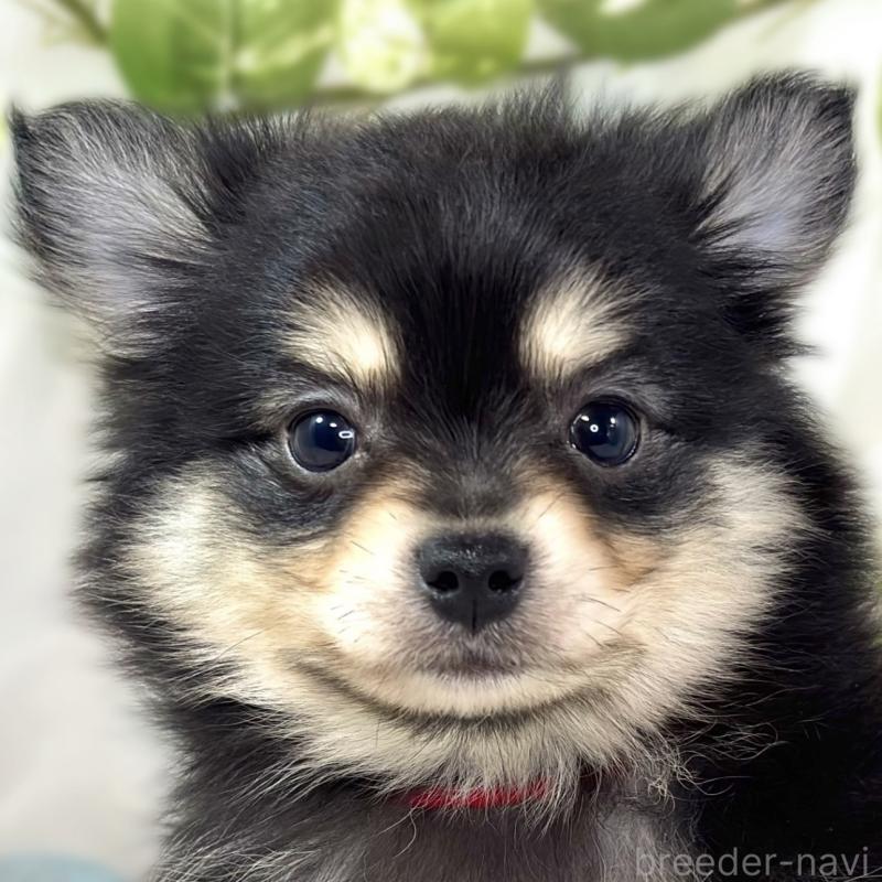 販売中ののポメチワ:ポメラニアン×チワワ-439720