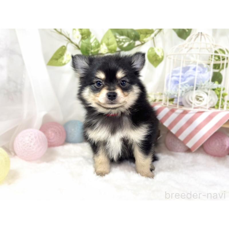 成約済の滋賀県のポメチワ:ポメラニアン×チワワ-439720の4枚目