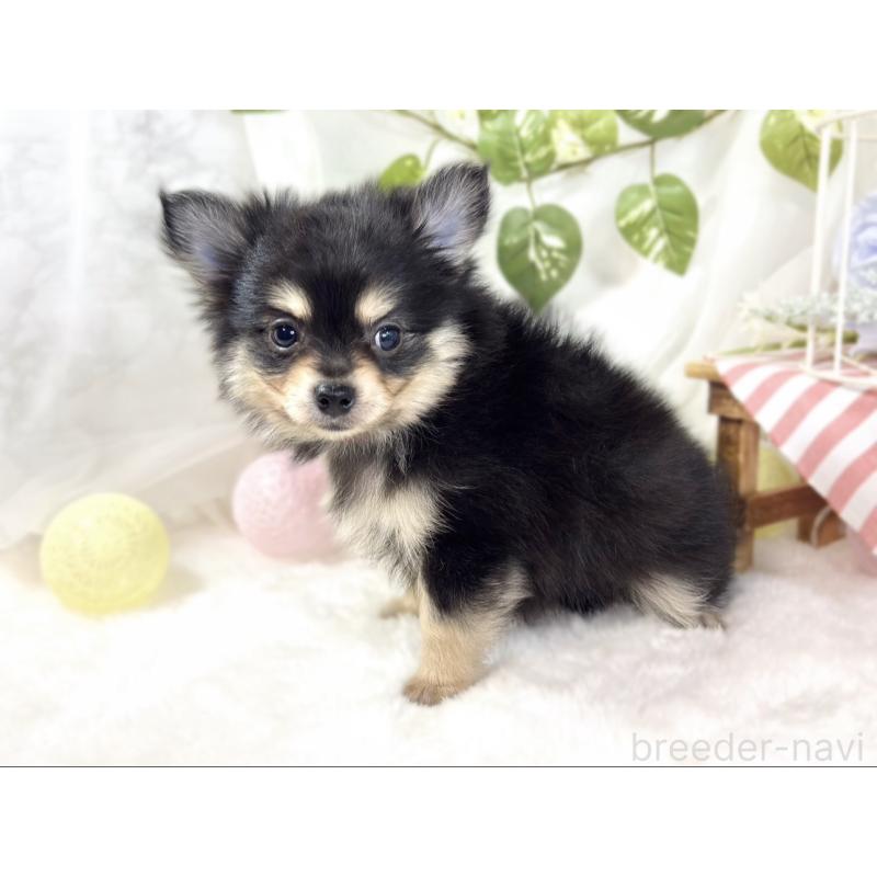 成約済の滋賀県のポメチワ:ポメラニアン×チワワ-439720の3枚目