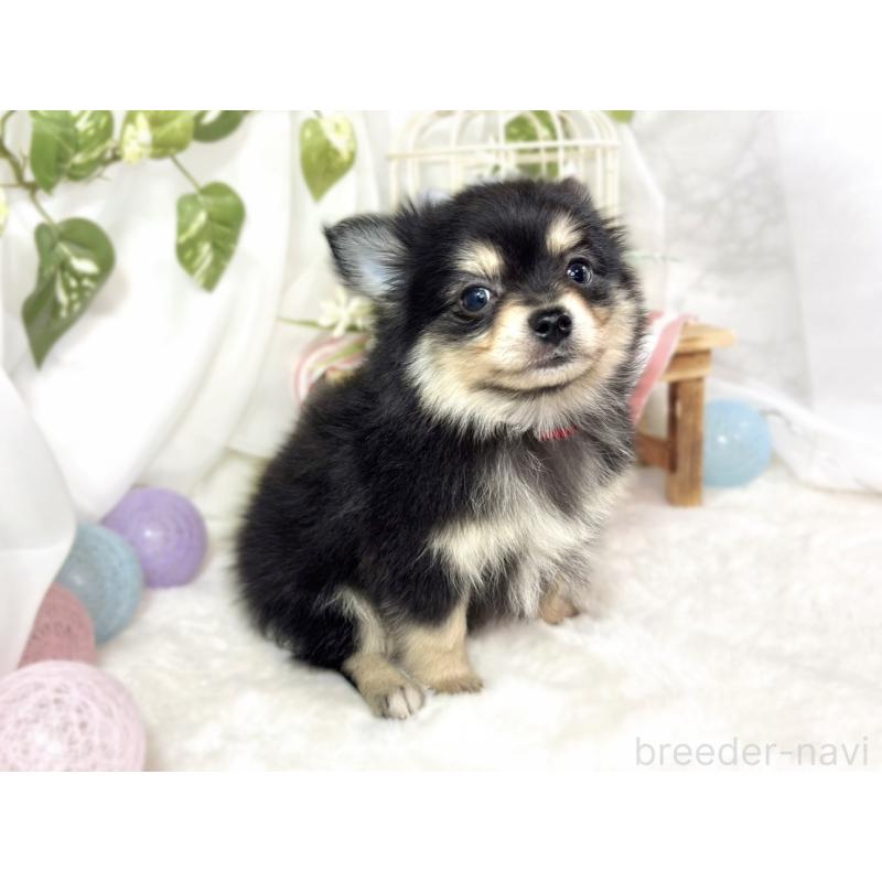 成約済の滋賀県のポメチワ:ポメラニアン×チワワ-439720の2枚目