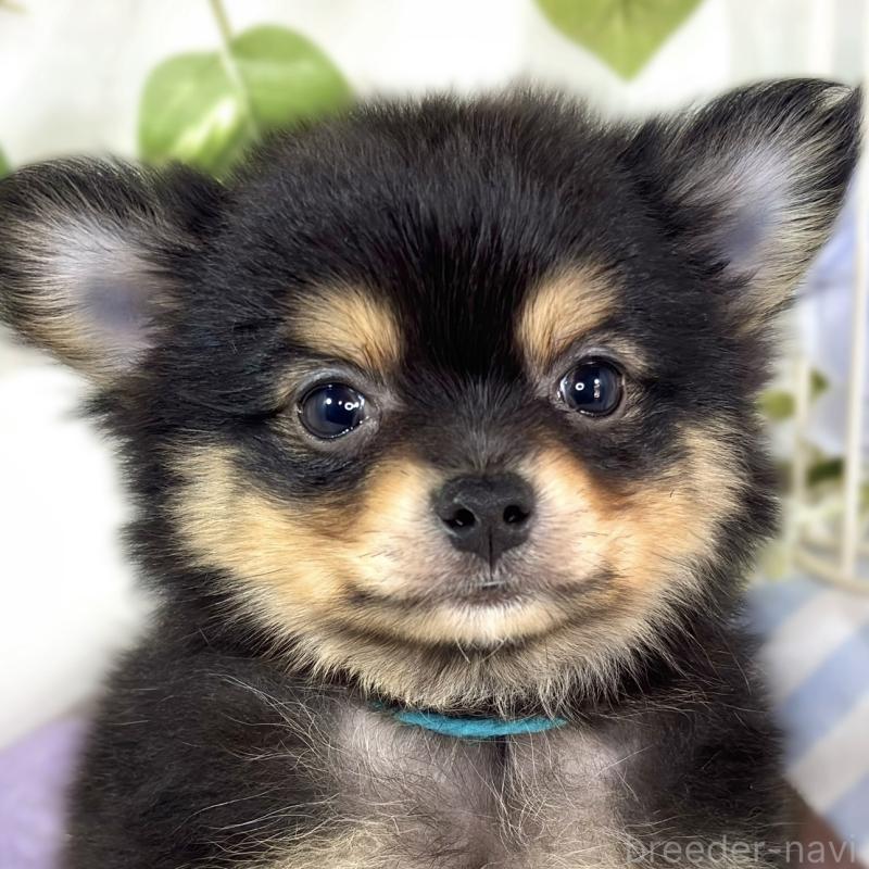 販売中の滋賀県のポメチワ:ポメラニアン×チワワ-439722