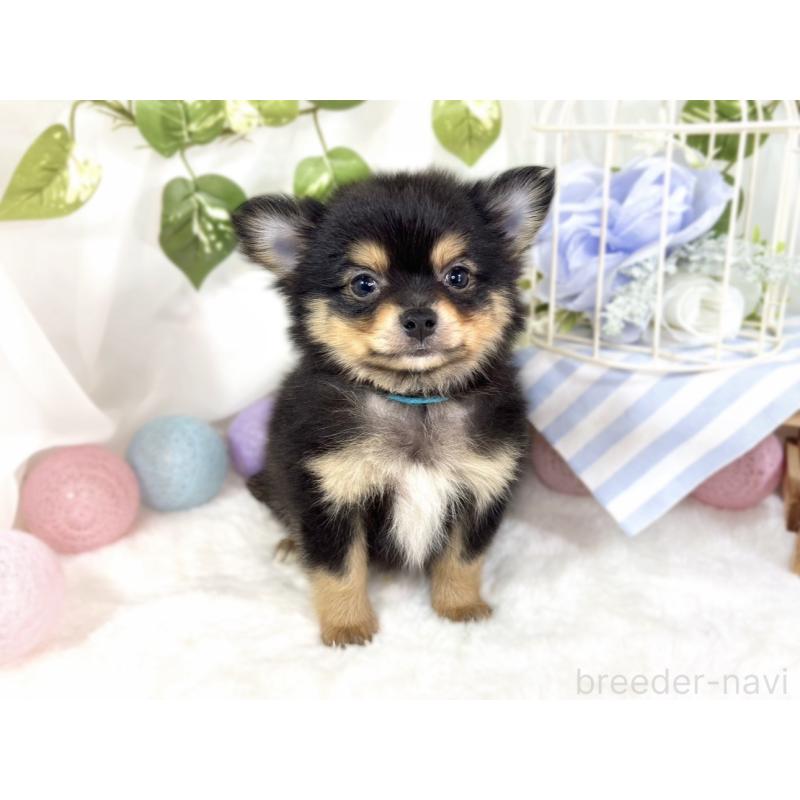 成約済の滋賀県のポメチワ:ポメラニアン×チワワ-439722の3枚目