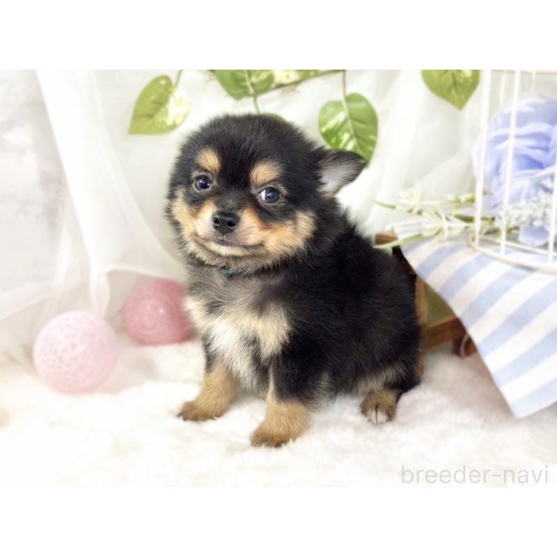 成約済の滋賀県のポメチワ:ポメラニアン×チワワ-439722の2枚目