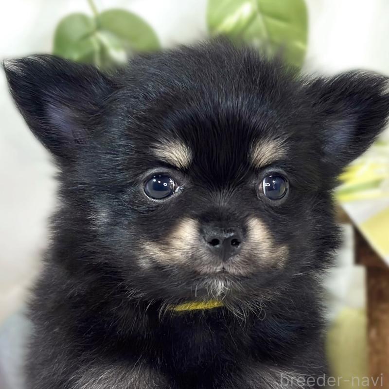 販売中の滋賀県のポメチワ:ポメラニアン×チワワ-439725