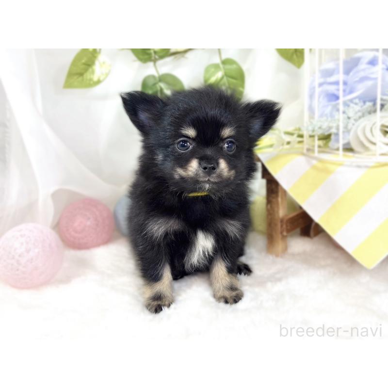 成約済の滋賀県のポメチワ:ポメラニアン×チワワ-439725の4枚目