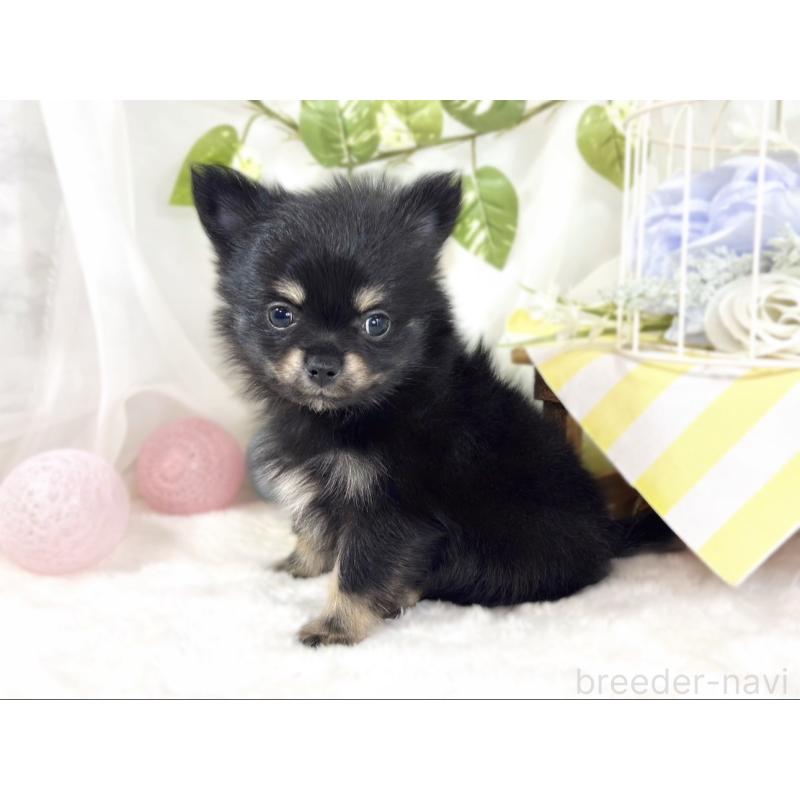 成約済の滋賀県のポメチワ:ポメラニアン×チワワ-439725の3枚目