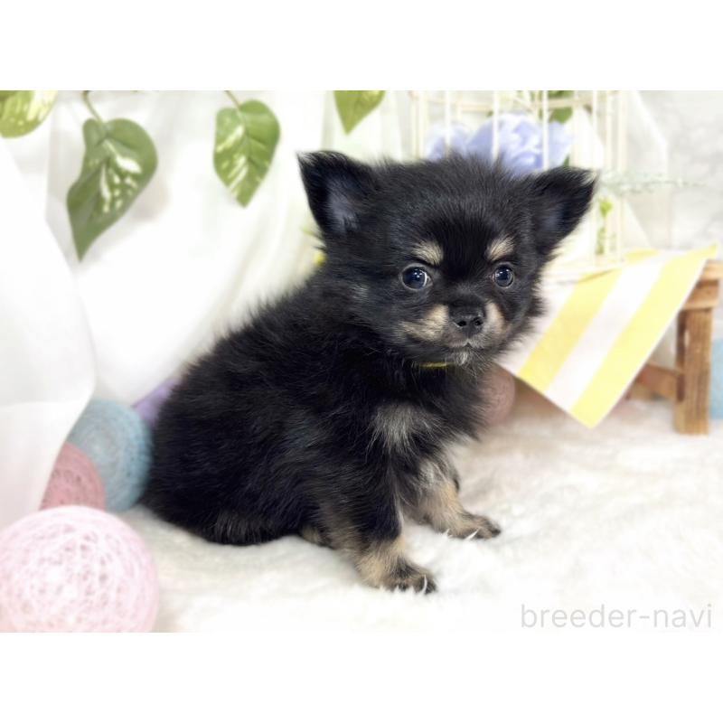 成約済の滋賀県のポメチワ:ポメラニアン×チワワ-439725の2枚目