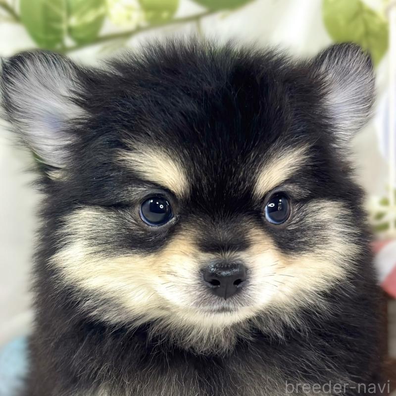 販売中ののポメチワ:ポメラニアン×チワワ-439709