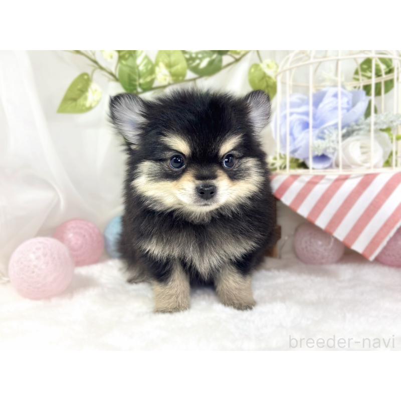 成約済の滋賀県のポメチワ:ポメラニアン×チワワ-439709の4枚目