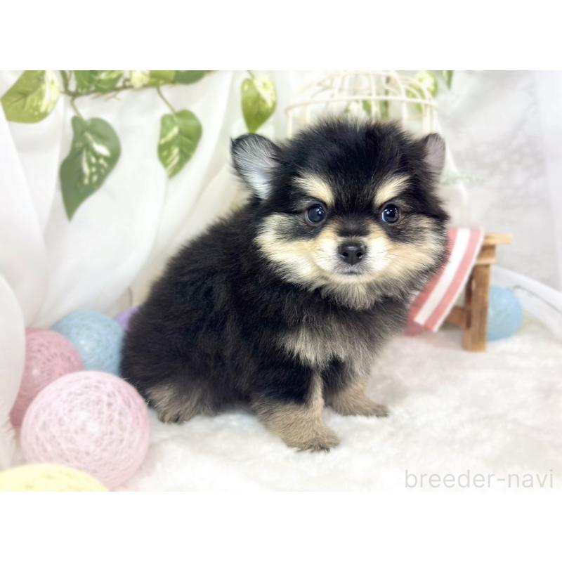 成約済の滋賀県のポメチワ:ポメラニアン×チワワ-439709の3枚目